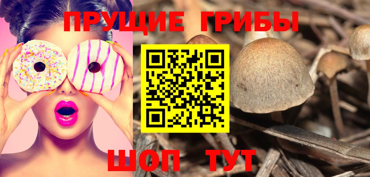 Галлюциногенные грибы Psilocybine cubensis Воскресенск